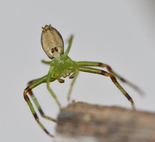 Réf. 248 171 : Diaea dorsata